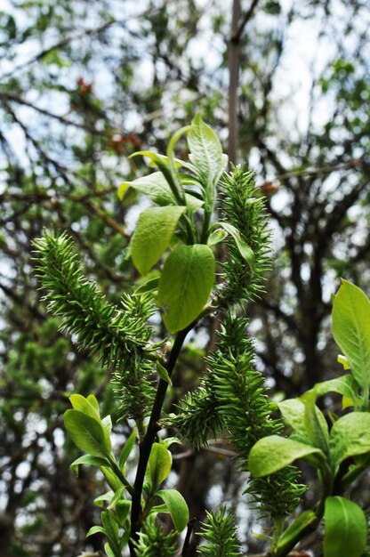 Hojas verdes florecientes. Primer plano de una rama de una planta sobre un fondo borroso. Primavera en el bosque.