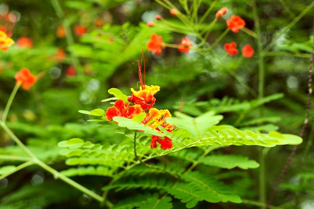 Las hojas verdes y las flores naranjas del árbol de acacia tropical cierran el fondo tropical