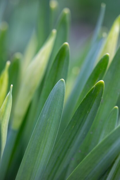 Hojas verdes de flores de narciso en fotografía macro de primavera Follaje jugoso joven