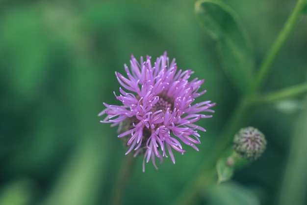 Hojas verdes y flores púrpuras de una bardana salvaje en verano en el prado Fondo natural