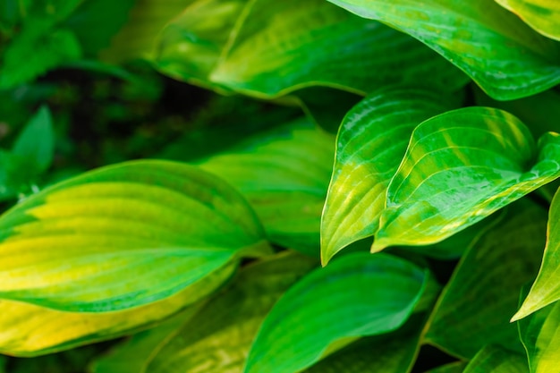 Hojas verdes de flores con suave enfoque selectivo de la hermosa naturaleza Fondo borroso de verano