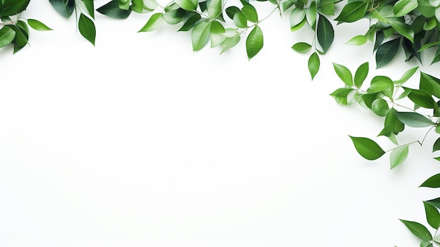 Hojas verdes en fondo blanco Copia Presentación del espacio Medio ambiente Planta de hojas