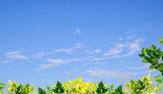 Hojas verdes con fondo de cielo azul borroso