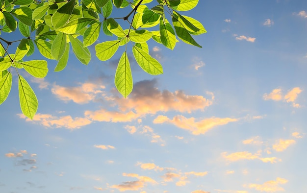 Hojas verdes con fondo de cielo azul borroso