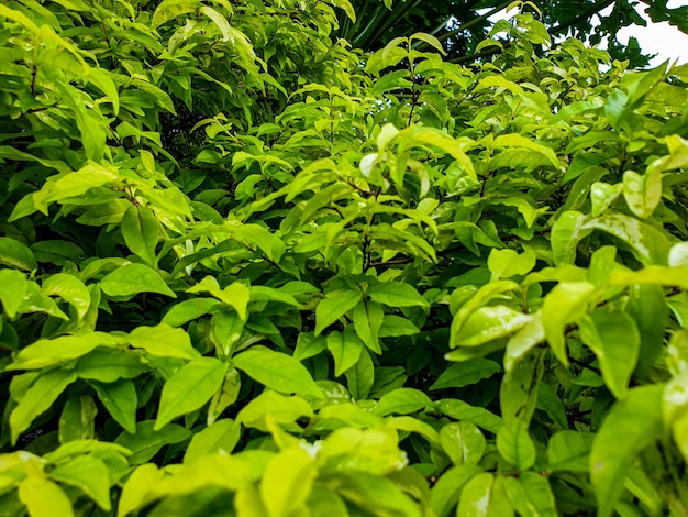 Hojas verdes en el fondo del jardín hermosa naturaleza