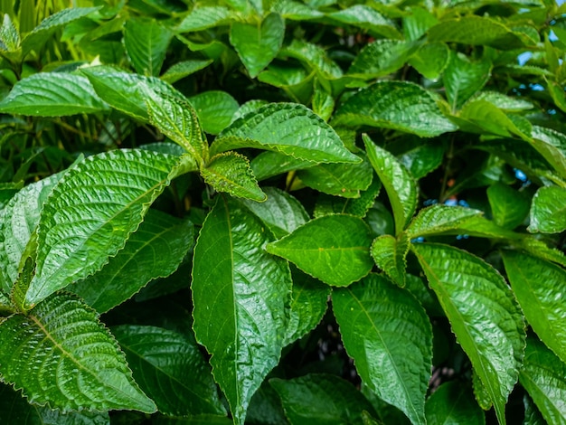 Hojas verdes en el fondo del jardín hermosa naturaleza