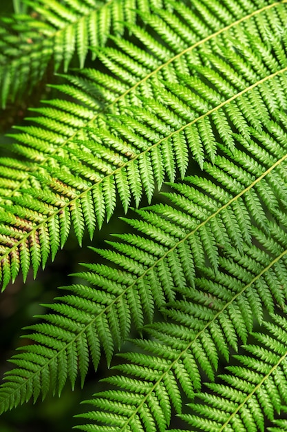 Hojas verdes en el fondo del jardín.