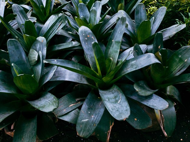 Hojas verdes en el fondo del jardín.