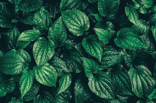 hojas verdes, fondo de naturaleza oscura