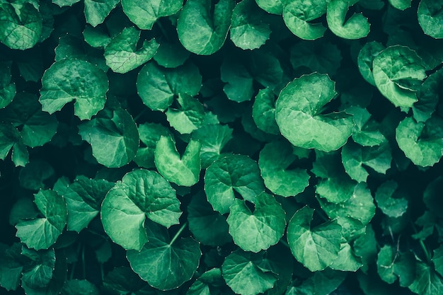 hojas verdes, fondo de naturaleza oscura