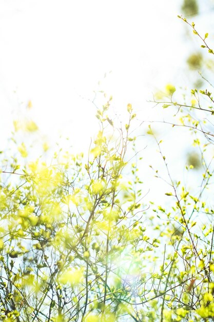 Hojas verdes en el fondo de la naturaleza de primavera