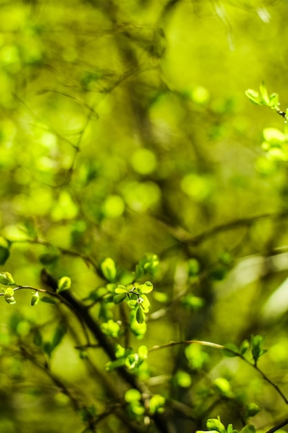 Hojas verdes en el fondo de la naturaleza de primavera