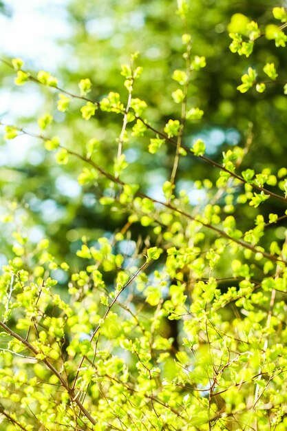 Hojas verdes en el fondo de la naturaleza de primavera