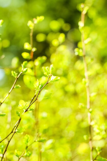 Hojas verdes en el fondo de la naturaleza de primavera