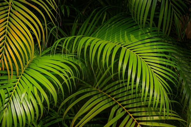 Hojas verdes de fondo de palmeras tropicales.