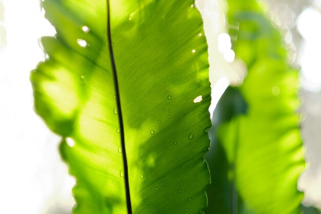 hojas verdes fondo de pantalla natural, textura de la hoja, hojas con espacio para texto