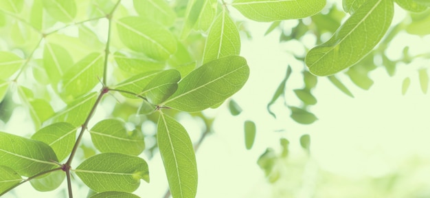 Hojas verdes fondo de pantalla natural, textura de la hoja, hojas con espacio para texto