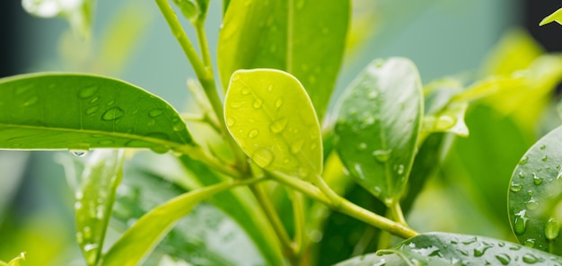 hojas verdes fondo de pantalla natural, textura de la hoja, hojas con espacio para texto