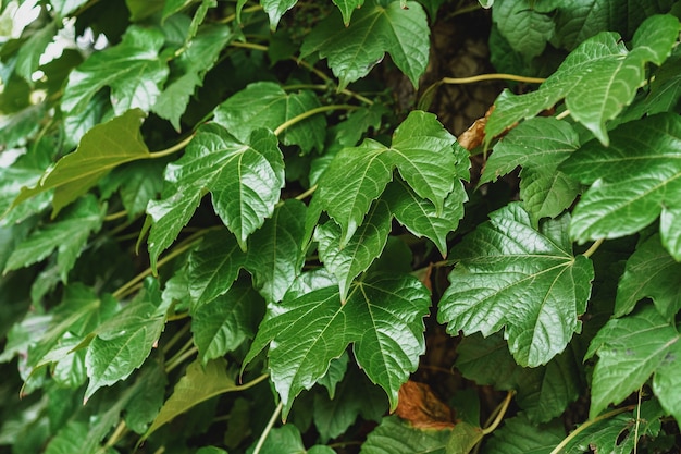 Hojas verdes para el fondo de textura de hoja de fondo