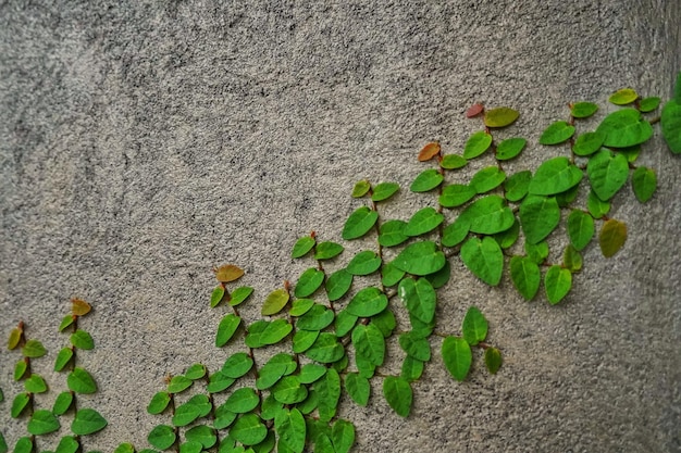 Hojas verdes con fondo de textura de ornamento abstracto en la pared