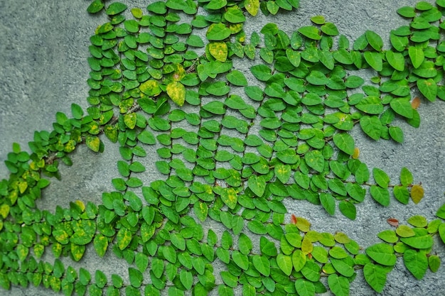 Hojas verdes con fondo de textura de ornamento abstracto en la pared
