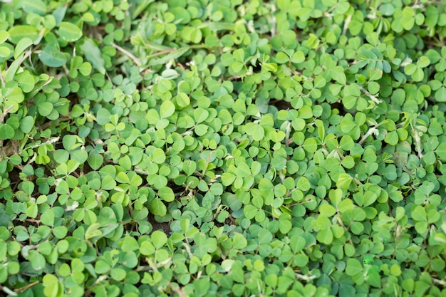 Hojas verdes. Fondo verde con hojas.