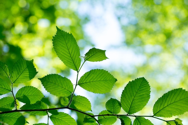 hojas verdes en el fondo verde