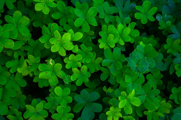 Hojas verdes para el fondo