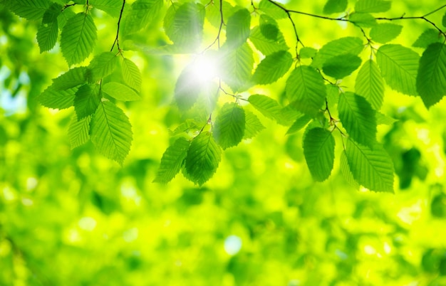 Hojas verdes en los fondos verdes.