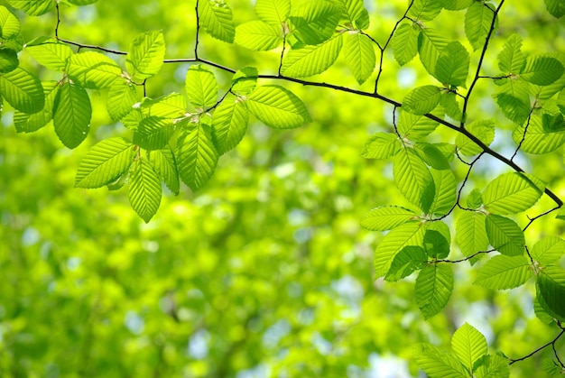 Hojas verdes en los fondos verdes