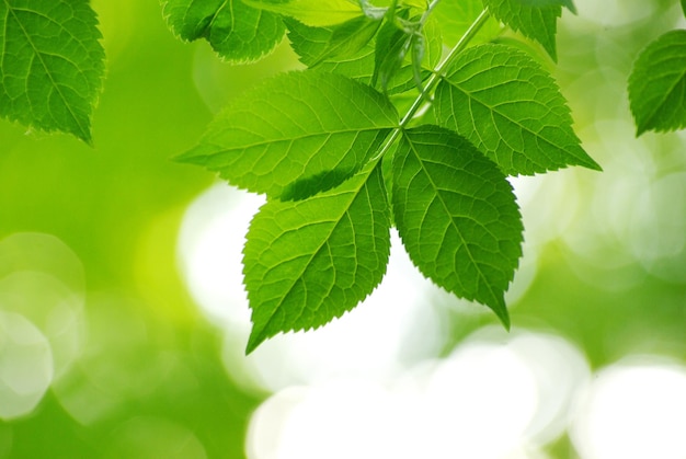 Hojas verdes en los fondos verdes