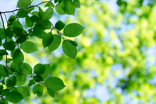 Hojas verdes en los fondos verdes