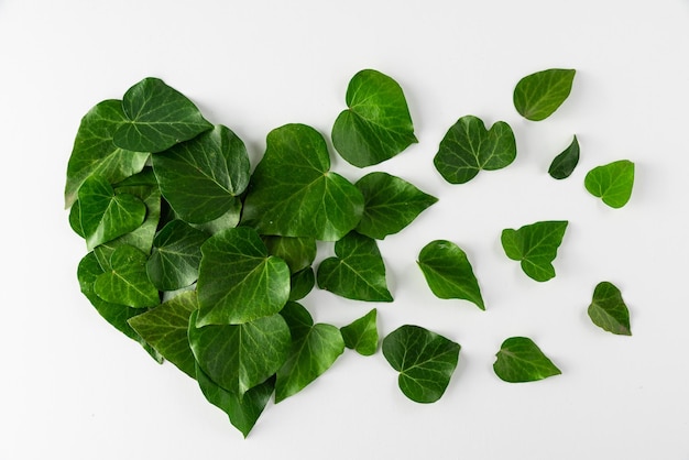 Hojas verdes en forma de corazón sobre fondo blanco Concepto de amor o San Valentín Vista plana mínima Vista superior