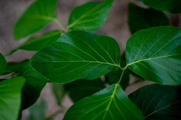 Hojas verdes, fotos de hojas verdes que son ricas en áreas naturales. Concepto de amor a la naturaleza.