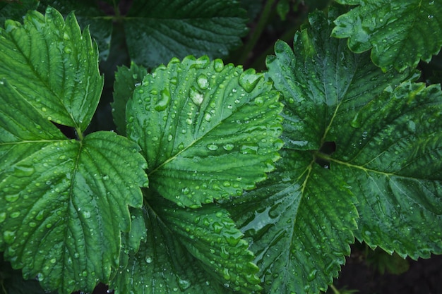 Hojas verdes de fresa con gotas de lluvia.