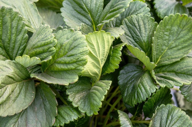 Hojas verdes de fresa de jardín para el fondo Hojas de fresa silvestre