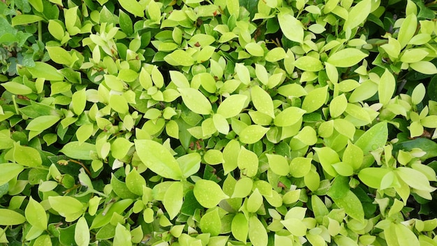 Foto hojas verdes frescas en el árbol en el jardín