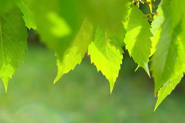 Hojas verdes frescas en un árbol se mecen en el viento Fondo verde de vegetación y bokeh Fondo de naturaleza Hermoso sol brillando a través del viento hojas verdes Luz solar de verano Llamarada solar