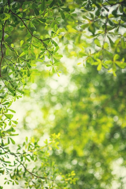 Foto hojas verdes frescas del árbol