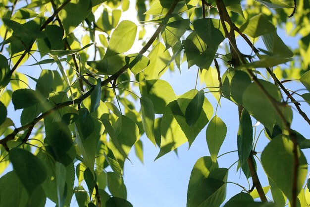 Hojas verdes frescas de los árboles en un cielo azul claro