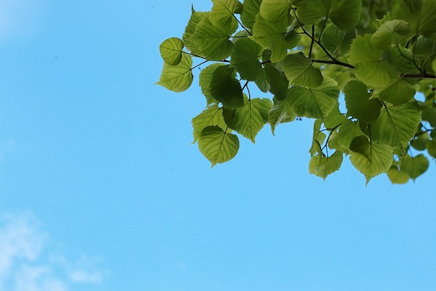 Hojas verdes frescas de árboles en un cielo azul claro