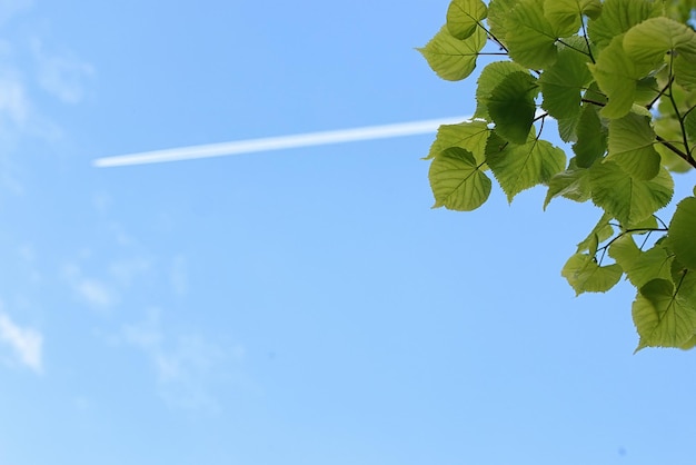 Hojas verdes frescas de árboles en un cielo azul claro