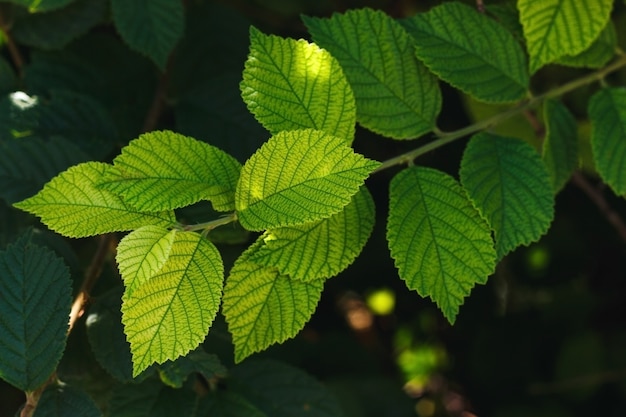 Hojas verdes frescas de árboles fondo verde