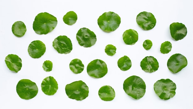 Hojas verdes frescas de centella asiatica o planta de pennywort de agua en blanco.