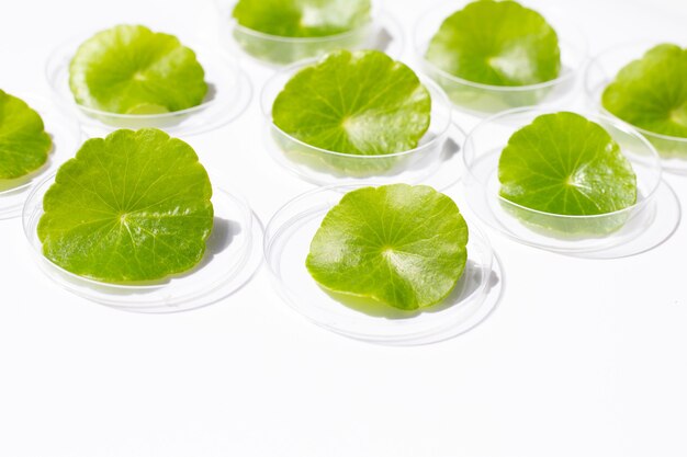 Hojas verdes frescas de centella asiatica en placas de Petri sobre fondo blanco.