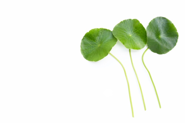 Hojas verdes frescas de centella asiatica sobre fondo blanco.