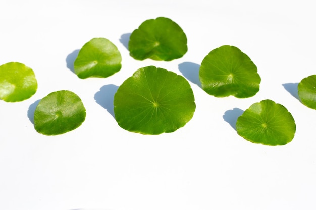 Hojas verdes frescas de centella asiática