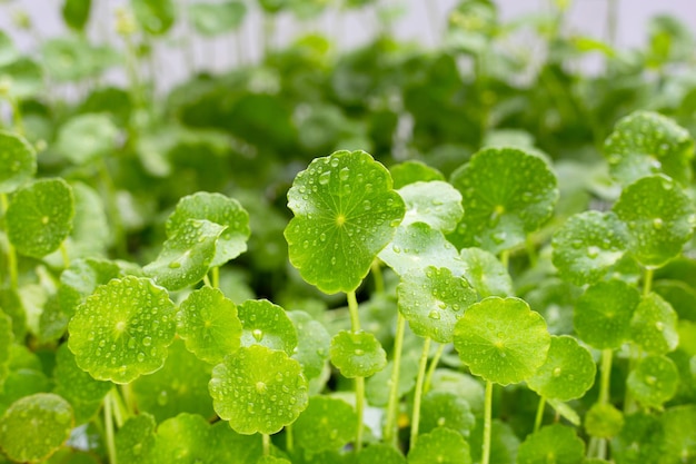 Hojas verdes frescas de centella asiática