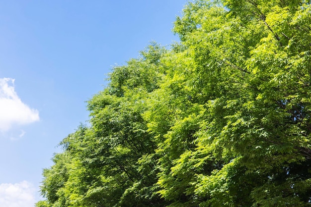 Hojas verdes frescas y cielo.