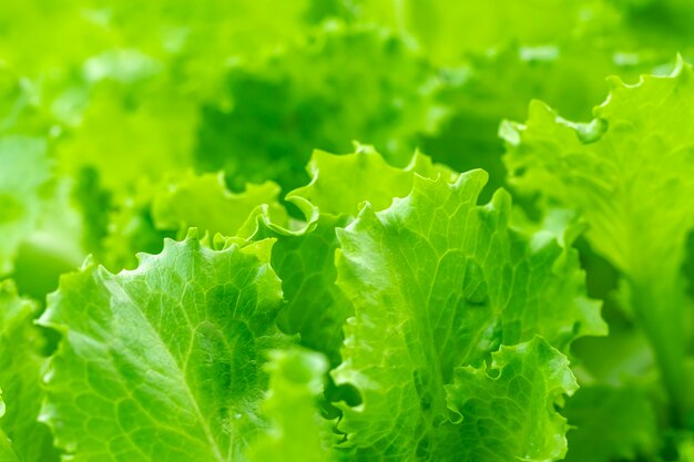 Hojas verdes frescas de ensalada que crecen en el jardín. Cultivo de lechugas. Vegetal